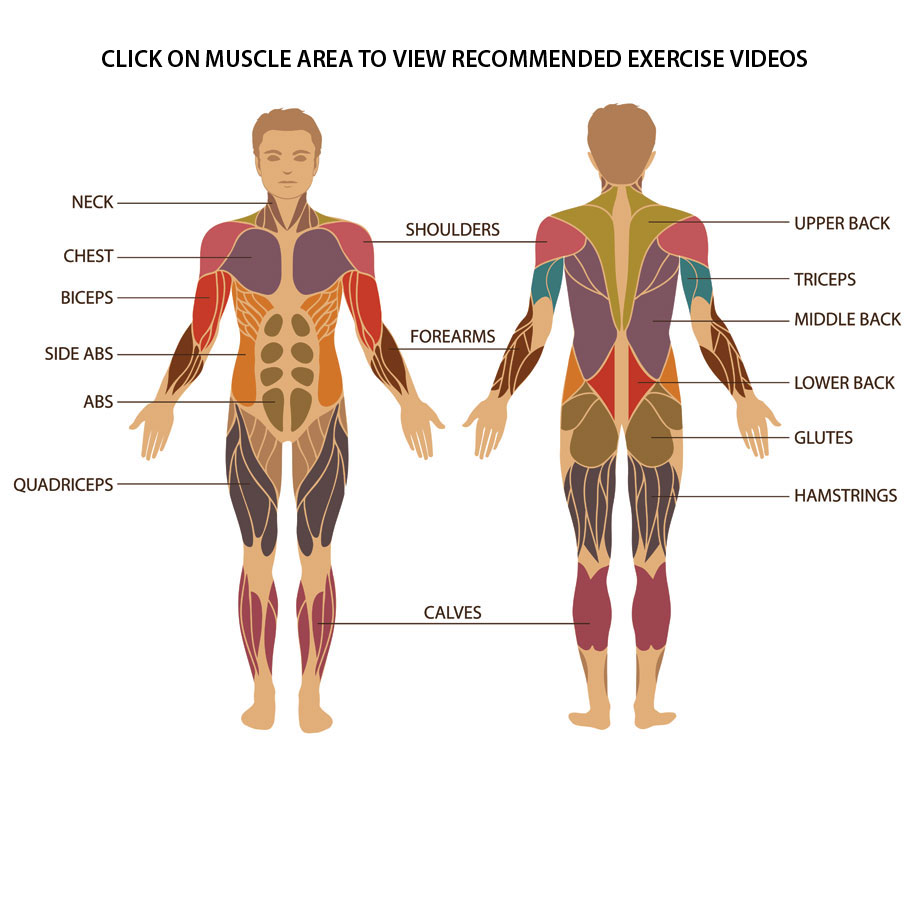 musclegroups